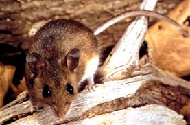 Deer Mouse Pic